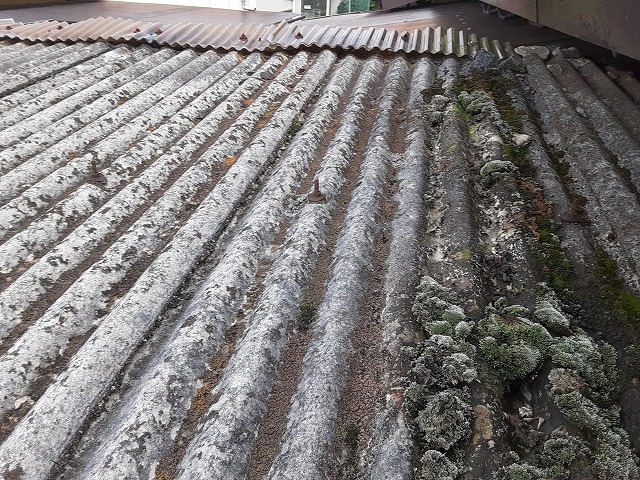 屋根材にコケの発生